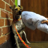 Evolución de un perro maltratado y abandonado[ENG]