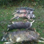 Manada de lobos masacrada