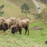 Mueren por posible envenenamiento los seis bisontes que se iban a criar en Villayón