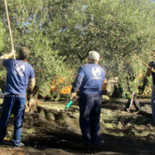 La creación de empleo marca un récord… gracias a la recogida de la aceituna