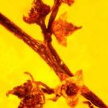 Fósil en ámbar revela la evidencia más antigua de reproducción sexual en plantas con flores (ING)
