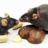 Demostrado: la dieta Dukan aumenta el riesgo de problemas de riñón