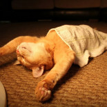 30 gatos que dominan el arte del sleep-fu [ENG]