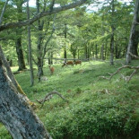 El hombre que se sacó un país de la manga y declaró Bitcoin como moneda oficial