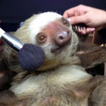 Estas son las marcas de cosméticos y productos de higiene personal que experimentan con animales