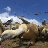 ¿Por qué los animales carroñeros no enferman al comer carne putrefacta?