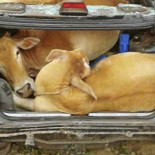 Ladrones meten cuatro vacas en la parte trasera de un coche [ENG]