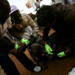 El primer animal que va a ser aniquilado a propósito pasa de infectar a millones a sólo 148