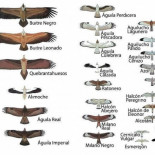 Siluetas de las principales rapaces españolas