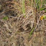 ¿Serpientes invisibles? ¡Encuéntrame a esa pitón!