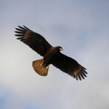 Un pájaro roba una cámara y filma esta espectacular escena de una colonia de pinguinos