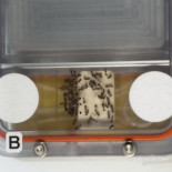 La Estación Espacial Internacional se llena de hormigas