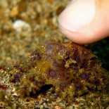 10 curiosidades sobre los pulpos que desconocías