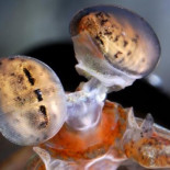 Desvelan el secreto de los ojos más precisos del mundo