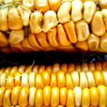 Agricultor chileno le ganó un juicio a Monsanto