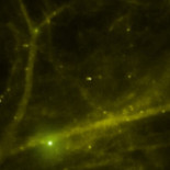 Filman por primera vez cómo se forman las moléculas de la memoria