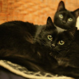 Un italiano se enfrenta a un año de cárcel por comerse al menos 15 gatos