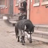 Un husky vuelve a andar con patas ortopédicas después de perder las suyas por maltrato