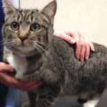 Una gata perdida en Fuerteventura aparece en Escocia