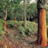 La Península Ibérica, líder mundial en el material del futuro