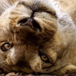 El fotógrafo se acerca demasiado a un león, pero sucede algo asombroso...[ENG]