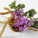 El extracto de raíz de un tipo de geranio inhibe el VIH tipo 1