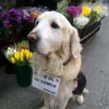 Ney, alma de la plaza de Lugo en A Coruña, tendrá su estatua