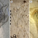 La 'Pompeya' de los dinosaurios sepultados por un volcán en China