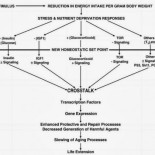 ¿Pasar hambre alarga la vida? Restricción calórica y longevidad