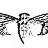 Así resolvió un ‘hacker’ Cicada 3301, el acertijo interminable que vuelve cada año