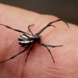 Otro mito desacreditado: la peligrosidad de las viudas negras