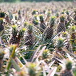 Probablemente no tengas ni idea de como crecen las frutas, vegetales y especias...