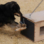 Un perro no puede enseñar nuevos trucos a otro perro pero sí a un lobo (ing)