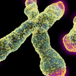 Últimas estrategias para la lucha contra el cáncer