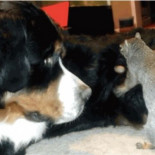 Una ardilla intenta esconder una nuez en el pelaje de un perro [eng]