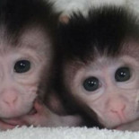 La inminente revolución de la ingeniería genética basada en el sistema CRISPR/Cas