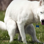 ¿Por qué uno se siente bien al cagar? [eng]