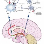 De drogas y no tan drogas