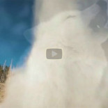 Cómo los lobos cambian los ríos [eng]