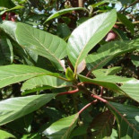 El hombre que bebió de una charca y halló la cura de lo que mató más que todas las guerras