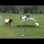 Cabras en equilibrio