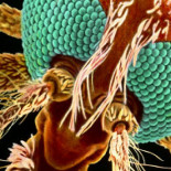 Cómo nos manipulan los parásitos