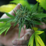 La niña Scout que se puso a vender galletas frente a una clínica de marihuana