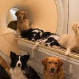 Nuevas pistas arrojan luz sobre el misterio de la ‘empatía’ que sienten los animales