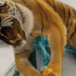 «Life After Pi» o cómo Hollywood está destruyendo a los estudios de efectos especiales