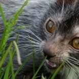 Lykoi o 'gatos lobo': Una nueva raza resultado de una mutación genética natural