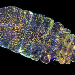 El animal más hermoso que jamas has visto (ENG)