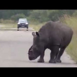 Turistas se topan con un rinoceronte mutilado en el Parque Nacional Kruger  (gráfico)