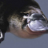 "Yo sobreviví a la picadura de un ornitorrinco"