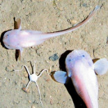 ¿A qué profundidad máxima puede nadar un pez?